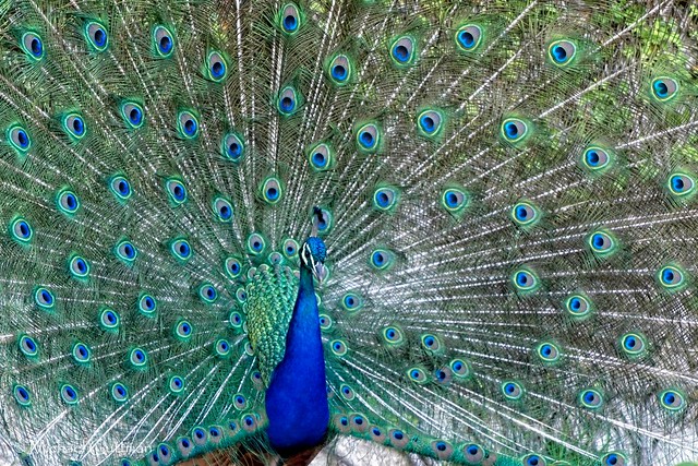 Porto Peacock