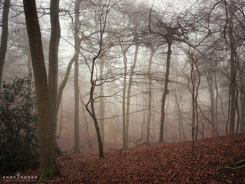buckinghamshire chilterns misty morning nature trees weatherandseasons whiteleaf landscape mist princesrisborough england unitedkingdom thehangings olympus omd em1 andyhough andyhoughphotography