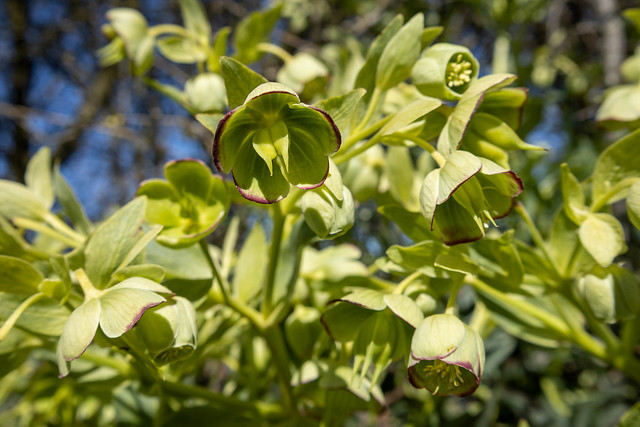 Helleborus foetidus (Stinking Hellebore) - Ranunculaceae - Lyveden New Bield, Northamptonshire, UK-2