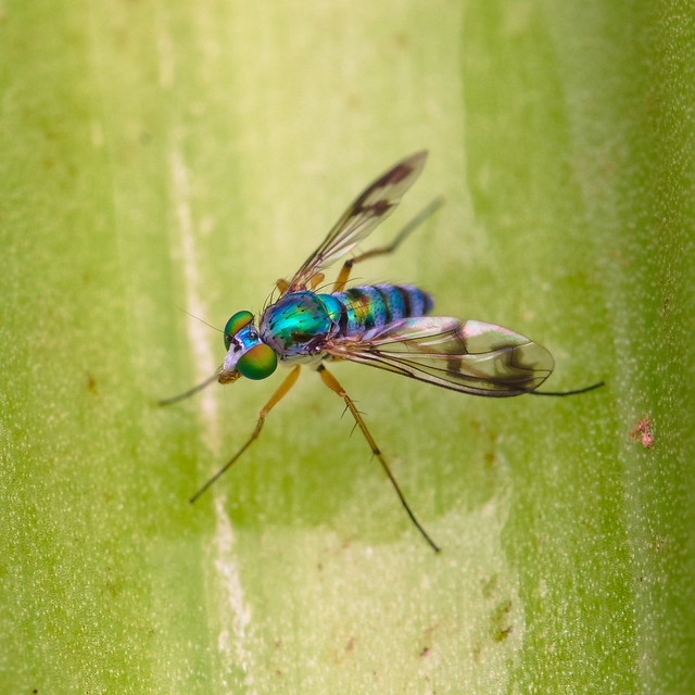 Long legged fly ( Dolichopodidae sp. )