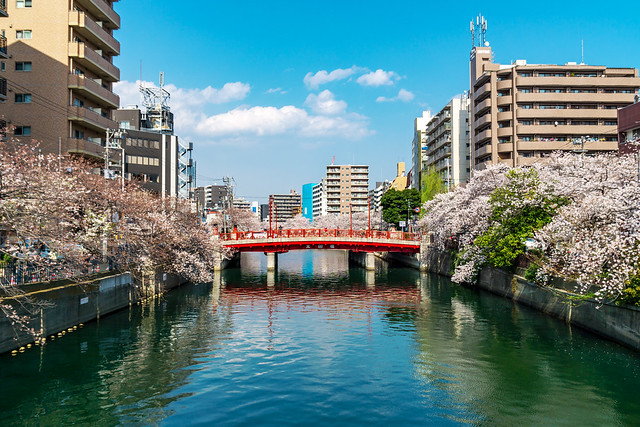 View of the lower Ooka River from Sakae Bridge : 栄橋より大岡川下流を展望