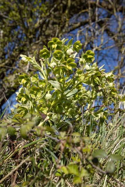 Helleborus foetidus (Stinking Hellebore) - Ranunculaceae - Lyveden New Bield, Northamptonshire, UK-3
