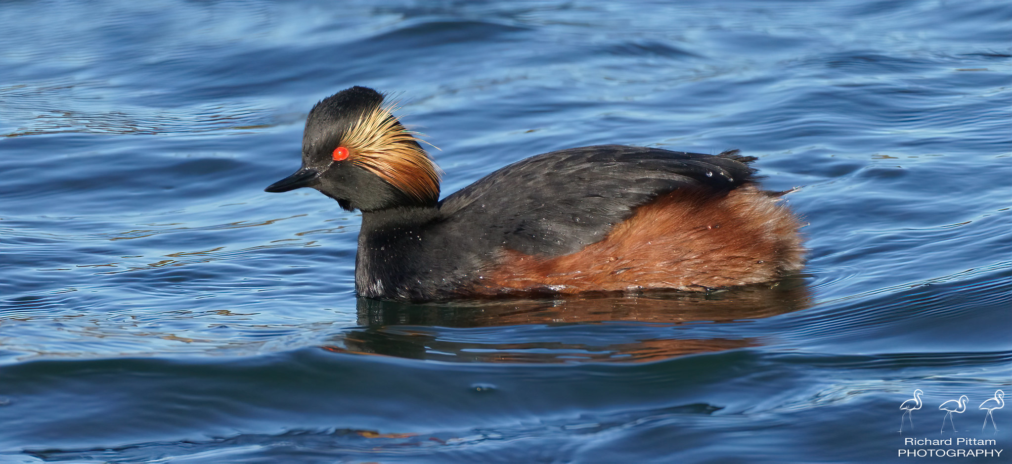 Black-necked Grebe - very cold and windy day