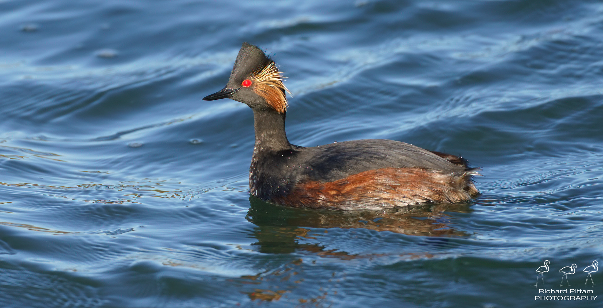 Black-necked Grebe - very cold and windy day