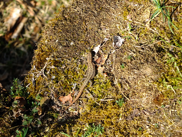 Ein Männchen der Mooreidechse (regional auch Wald- oder Bergeidechse, Zootoca vivipara.