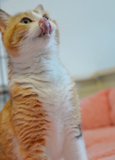 Mandy, súper guapa gata tricolor jaspeada y cariñosona esterilizada, nacida en Noviembre´19, en adopción. Valencia. ADOPTADA. 51099551331_5b7efb4d60_z