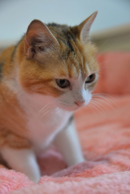 Mandy, súper guapa gata tricolor jaspeada y cariñosona esterilizada, nacida en Noviembre´19, en adopción. Valencia. ADOPTADA. 51099551371_3259b4f2b1_z
