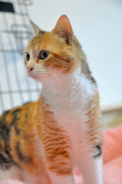 Mandy, súper guapa gata tricolor jaspeada y cariñosona esterilizada, nacida en Noviembre´19, en adopción. Valencia. ADOPTADA. 51099551376_0cc1a531a2_z