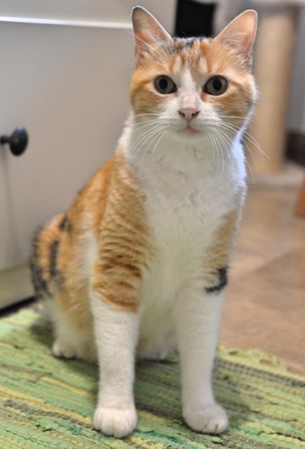 Mandy, súper guapa gata tricolor jaspeada y cariñosona esterilizada, nacida en Noviembre´19, en adopción. Valencia. ADOPTADA. 51099552636_680678e9fa_z