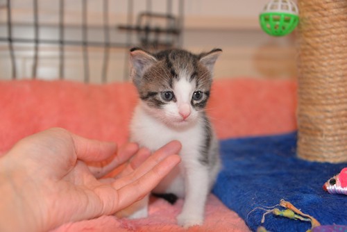 Manolito, gatito blanquipardo muy dulce y guapo esterilizado, nacido en Marzo´21, en adopción. Valencia. ADOPTADO. 51099558071_30d665387a