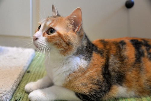 Mandy, súper guapa gata tricolor jaspeada y cariñosona esterilizada, nacida en Noviembre´19, en adopción. Valencia. ADOPTADA. 51099631844_ebf9eee14a