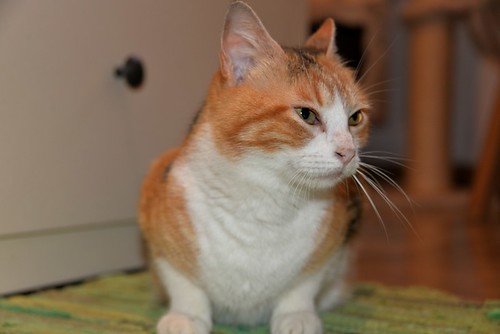 Mandy, súper guapa gata tricolor jaspeada y cariñosona esterilizada, nacida en Noviembre´19, en adopción. Valencia. ADOPTADA. 51099632134_ae08d86b6f