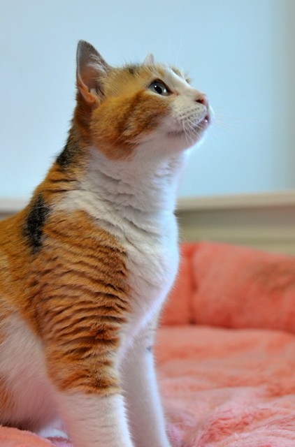 Mandy, súper guapa gata tricolor jaspeada y cariñosona esterilizada, nacida en Noviembre´19, en adopción. Valencia. ADOPTADA. 51099646042_6668585103_z