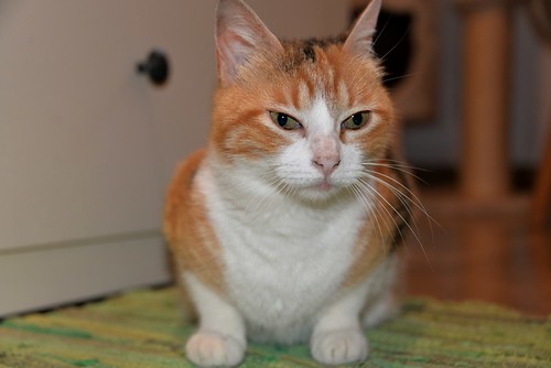 Mandy, súper guapa gata tricolor jaspeada y cariñosona esterilizada, nacida en Noviembre´19, en adopción. Valencia. ADOPTADA. 51099646777_fe99c8a38c