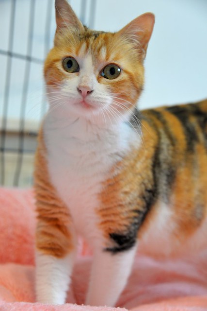 Mandy, súper guapa gata tricolor jaspeada y cariñosona esterilizada, nacida en Noviembre´19, en adopción. Valencia. ADOPTADA. 51099647522_0d933198bb_z