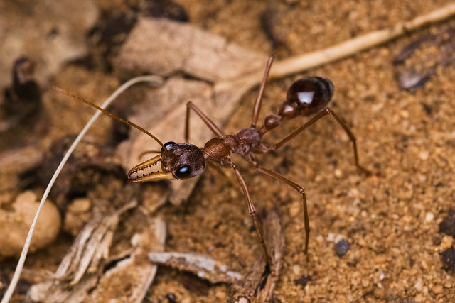 Bull ant ( Myrmecia sp. )