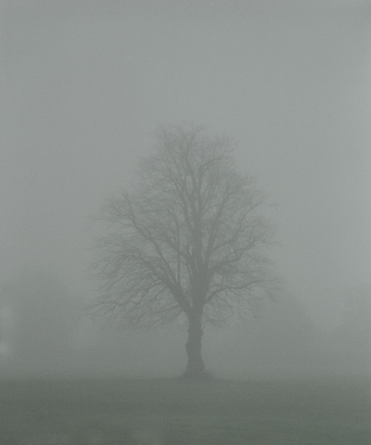 Tree in the mist ~Film ~