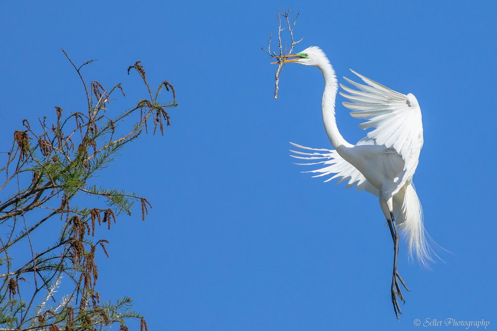Great Egret - One Piece At A Time