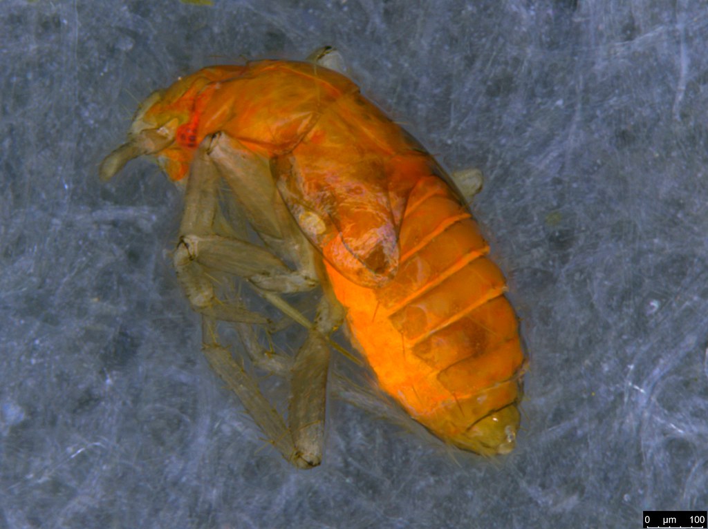 11a - Hemiptera sp.