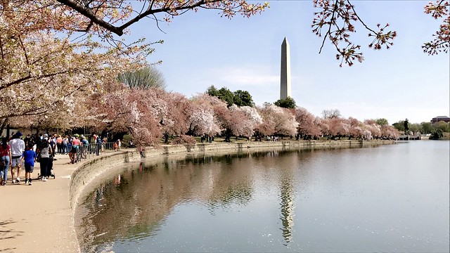 🇯🇵🌸🇺🇸ART IN BLOOM (Cherry Blossom Festival) Embassy of Japan - Washington D.C - April 2021 - #dc #washingtonDC #DistrictofColumbia #walkwithlocals #creativeDC  #202 #tidalbasin