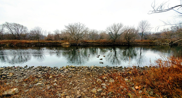 Ducks in the former Desjardins Canal