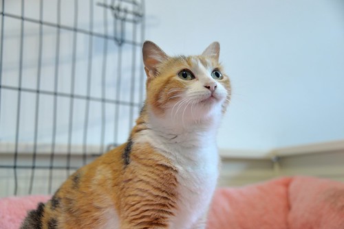 Mandy, súper guapa gata tricolor jaspeada y cariñosona esterilizada, nacida en Noviembre´19, en adopción. Valencia. ADOPTADA. 51100092563_ab2707763a