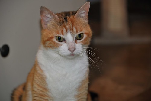 Mandy, súper guapa gata tricolor jaspeada y cariñosona esterilizada, nacida en Noviembre´19, en adopción. Valencia. ADOPTADA. 51100093373_f8d62aba19