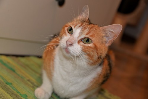 Mandy, súper guapa gata tricolor jaspeada y cariñosona esterilizada, nacida en Noviembre´19, en adopción. Valencia. ADOPTADA. 51100357540_f67cc63afd