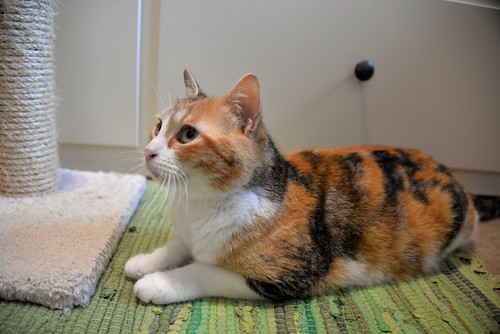 Mandy, súper guapa gata tricolor jaspeada y cariñosona esterilizada, nacida en Noviembre´19, en adopción. Valencia. ADOPTADA. 51100357575_15b890118b
