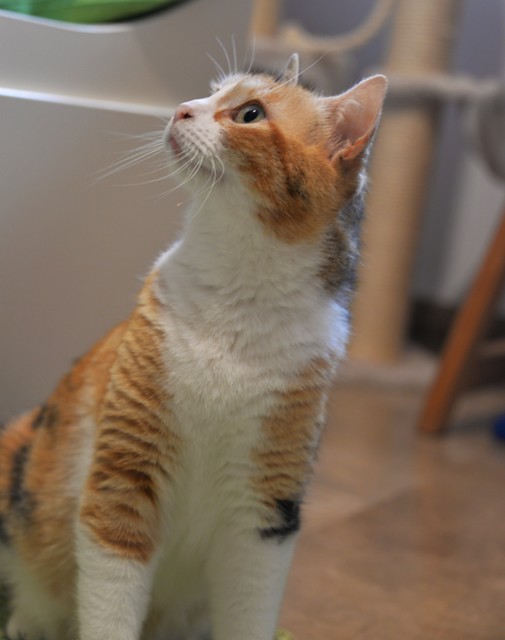 Mandy, súper guapa gata tricolor jaspeada y cariñosona esterilizada, nacida en Noviembre´19, en adopción. Valencia. ADOPTADA. 51100357975_4b4c1be64c_z
