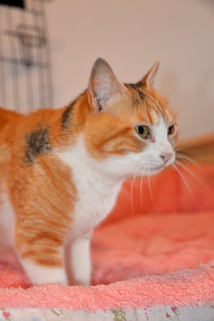 Mandy, súper guapa gata tricolor jaspeada y cariñosona esterilizada, nacida en Noviembre´19, en adopción. Valencia. ADOPTADA. 51100358300_41943773c8_z