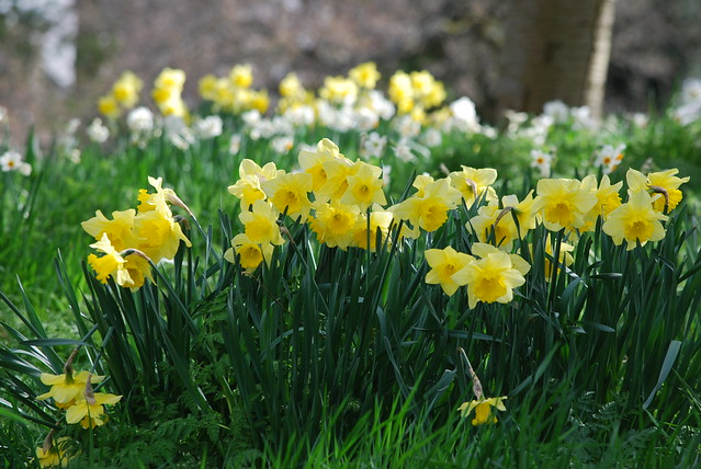 Daffodils at Easter