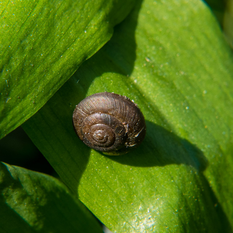 Tiny snail on wild garlic leaves