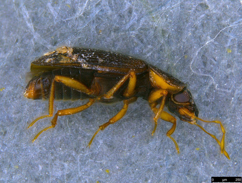 19a - Coleoptera sp.