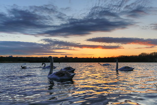 Swan pool at sunset