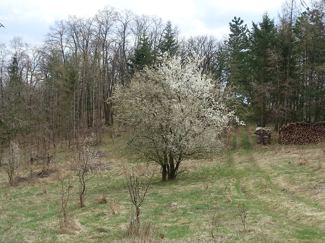 Ehemaliges Gräberfeld Schanzberg