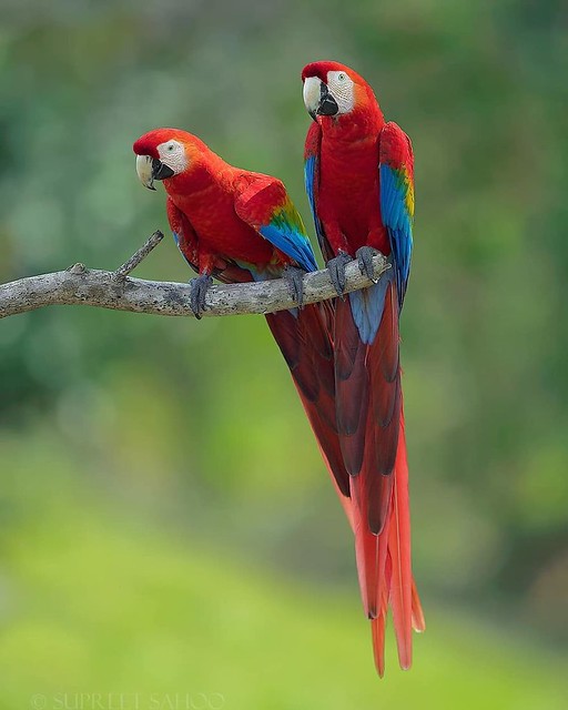 Colorful Bird Photography Scarlet Macaw
