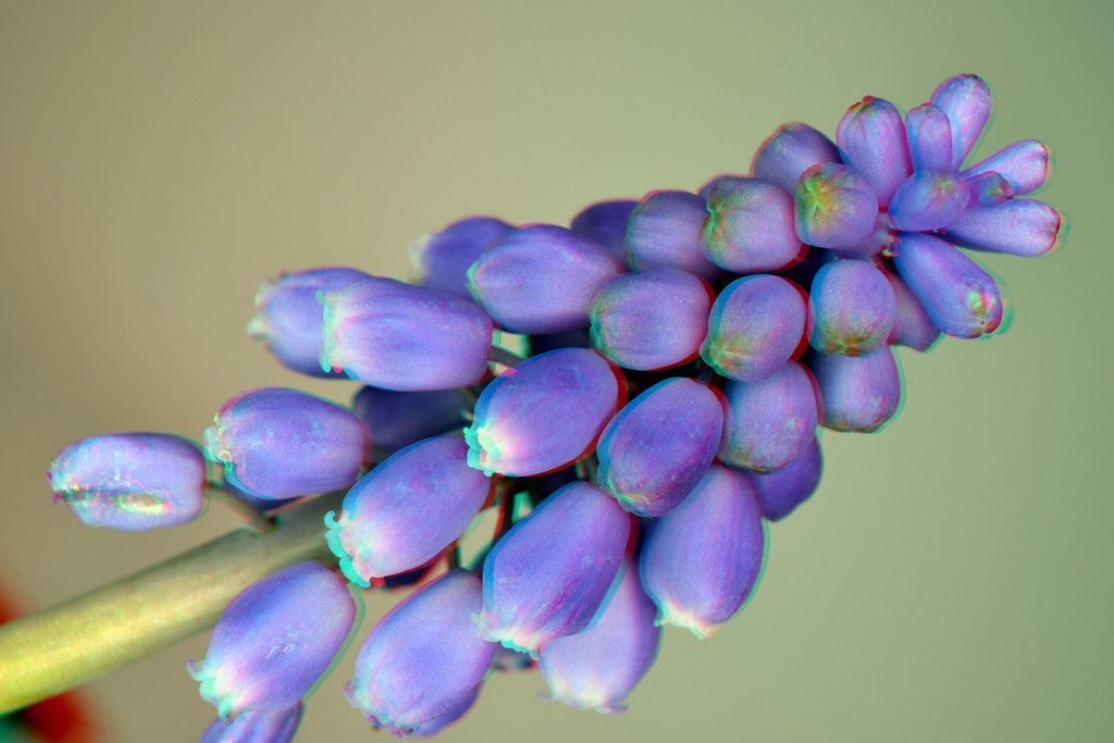 Common grape hyacinth (Blauwe druifjes) 3D