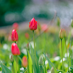 Tulips in the Park II