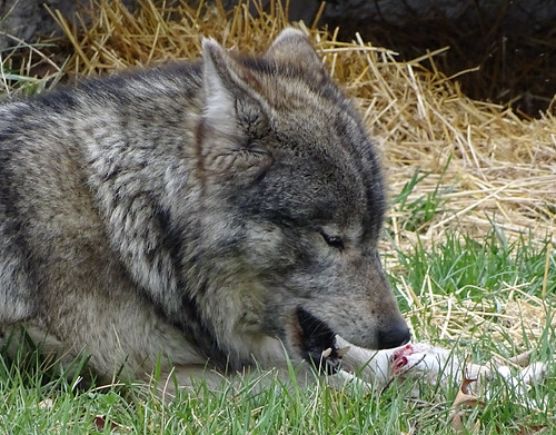 Gray Wolf | by Liger 77 (R. Lewis)