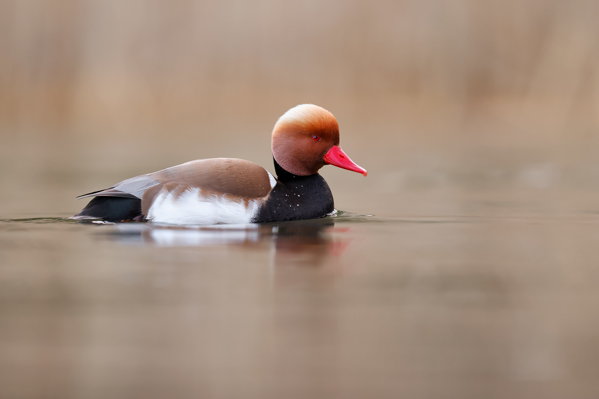 Netta rufina | Red-crested Pochard | rödhuvad dykand
