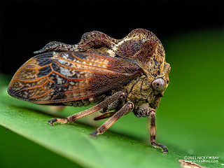 Treehopper (Evanchon maculatum) - P3276488