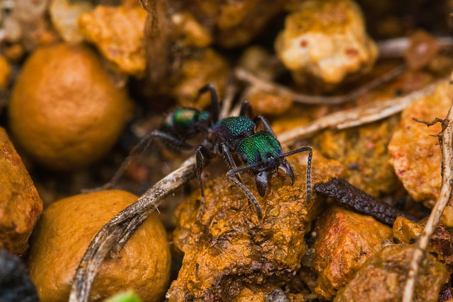 Green head ant ( Rhytidoponera metallica )