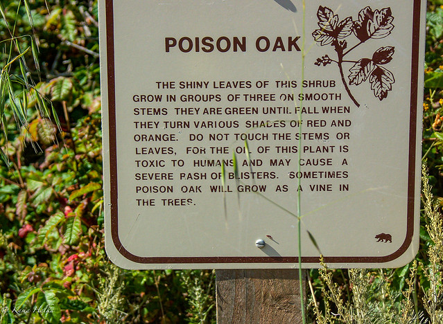 Poison Oak at Point Lobos-1856