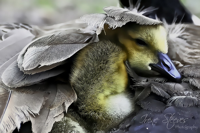 Canada Goose with Goslings under her Wing V2