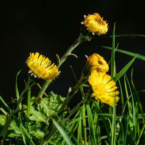 Coltsfoot by canal