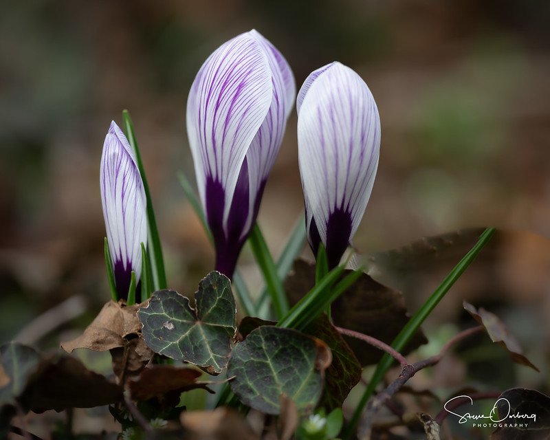 Sornberg-Flowers-signs of Spring-02