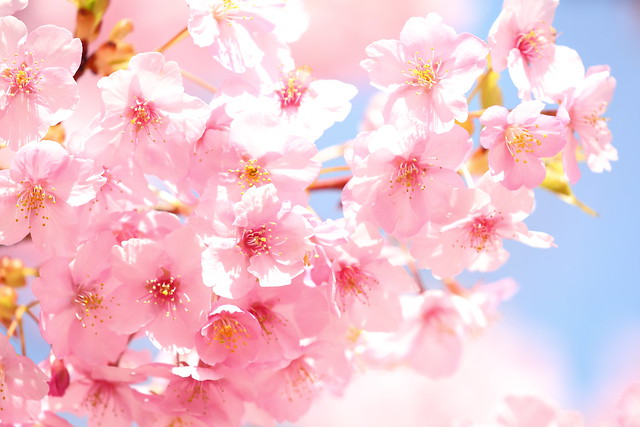 Sakura   ---Cherry blossoms---