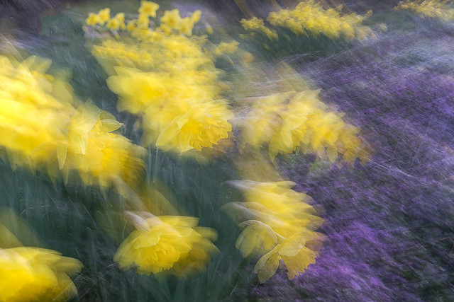 Daffodils (Darts Hill)