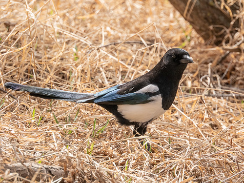 Magpie